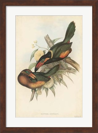 Framed Tropical Toucans V Print