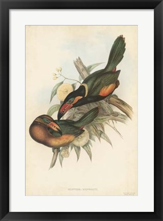 Framed Tropical Toucans V Print