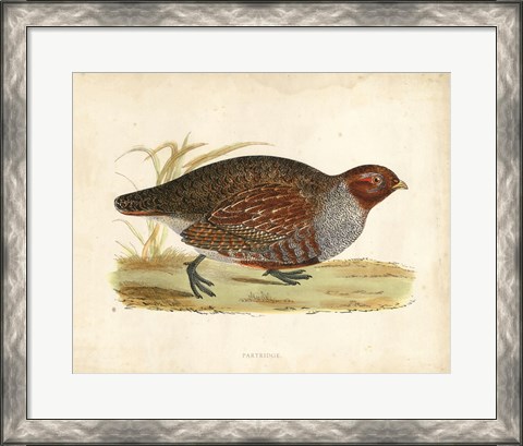 Framed Morris Pheasants I Print