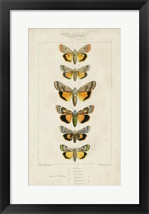 Framed Pauquet Butterflies I Print