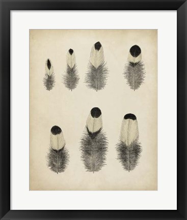 Framed Vintage Feathers II Print