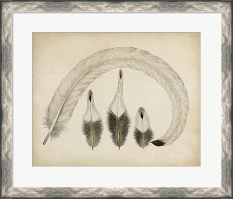 Framed Vintage Feathers IV Print