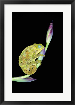 Framed Close-up of a chameleon sitting on a flower, Tanzania Print