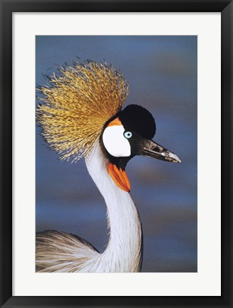 Framed Crowned Crane Tanzania Africa Print