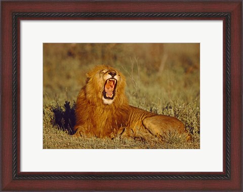Framed Roaring Lion Tanzania Africa Print