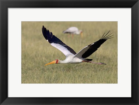 Framed Yellow-billed stork flying above a field Print
