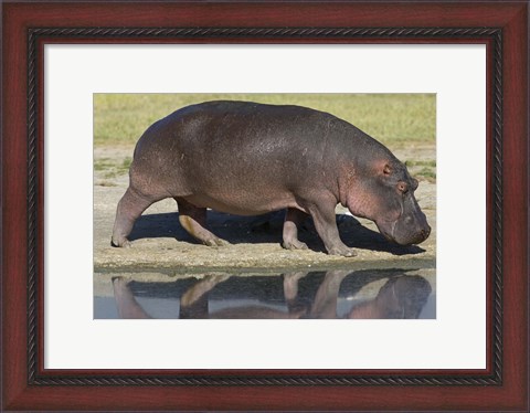 Framed Side profile of a hippopotamus walking, Ngorongoro Crater, Ngorongoro Conservation Area, Tanzania (Hippopotamus amphibius) Print