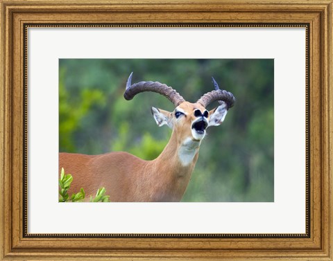Framed Close-up of an impala (Aepyceros melampus) Print