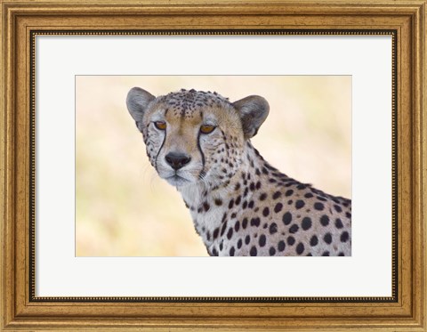 Framed Close-up of a cheetah, Ngorongoro Conservation Area, Arusha Region, Tanzania (Acinonyx jubatus) Print