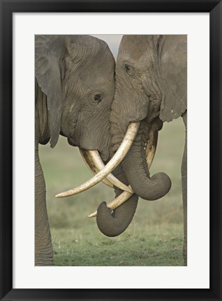 Framed Two African elephants, Arusha Region, Tanzania Print
