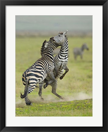 Framed Two zebras fighting in a field, Ngorongoro Conservation Area, Arusha Region, Tanzania (Equus burchelli chapmani) Print