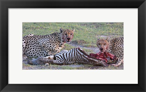 Framed Portrait of two cheetahs eating a zebra, Ngorongoro Conservation Area, Arusha Region, Tanzania (Acinonyx jubatus) Print