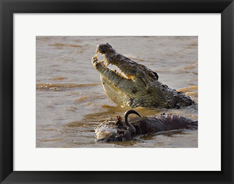 Framed Nile crocodile with a dead wildebeest in a river, Masai Mara National Reserve, Kenya (Crocodylus niloticus) Print
