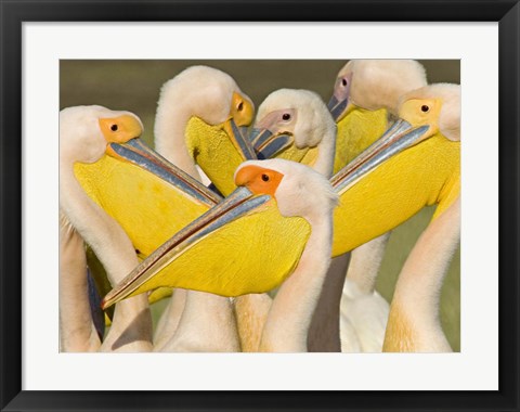 Framed Flock of Great white pelicans, Lake Nakuru, Kenya (Pelecanus onocrotalus) Print