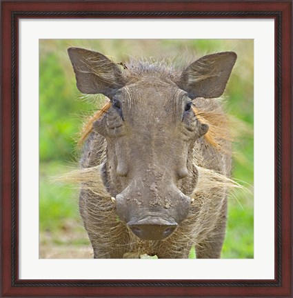 Framed Close-up of a warthog, Lake Manyara, Arusha Region, Tanzania (Phacochoerus aethiopicus) Print