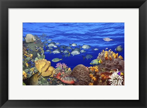 Framed School of fish swimming near a reef Print