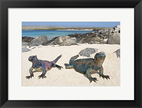 Framed Two Marine iguanas (Amblyrhynchus cristatus) on sand, Galapagos Islands, Ecuador Print