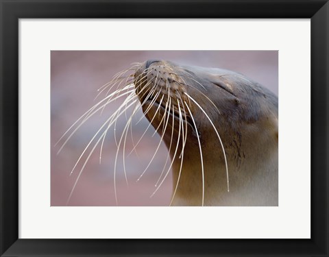 Framed Close-up of a Galapagos Sea Lion, Galapagos Islands, Ecuador Print