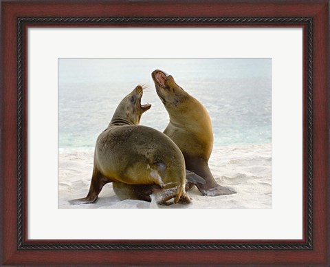Framed Two Galapagos sea lions (Zalophus wollebaeki) on the beach, Galapagos Islands, Ecuador Print