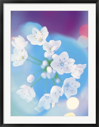 Framed Close up of white flowers with out of focus blue background Print