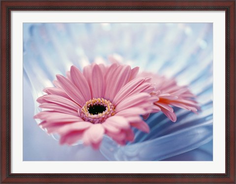 Framed Close up of two pink gerbera daisies in water ripples Print