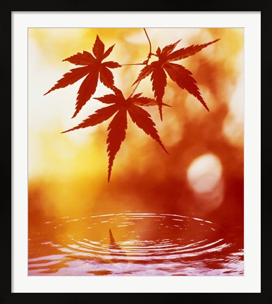 Framed Selective focus of red leaves above water ripples Print