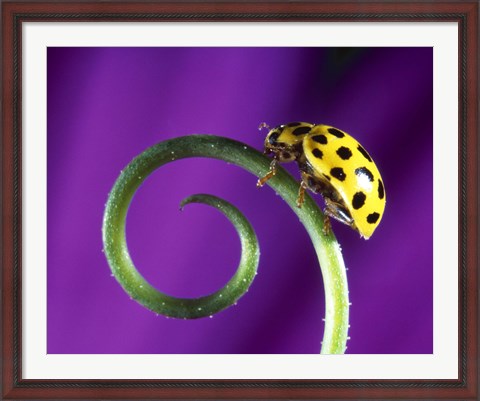 Framed Side view close up of yellow ladybug sitting on a green curlicue shaped leaf Print