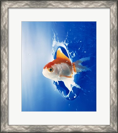 Framed Orange, yellow and white fish flying through water splash Print