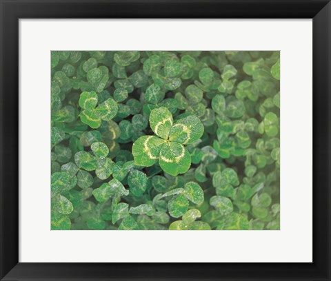 Framed Close up of green clover Print