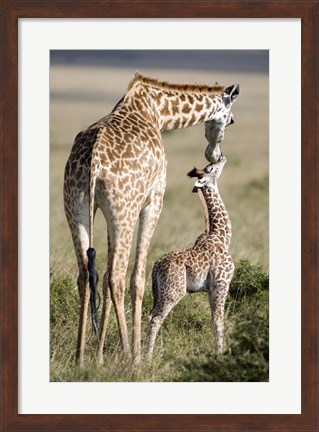 Framed Masai giraffe (Giraffa camelopardalis tippelskirchi) with its calf, Masai Mara National Reserve, Kenya Print