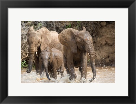 Framed African elephants (Loxodonta africana) playing with water, Samburu National Park, Rift Valley Province, Kenya Print