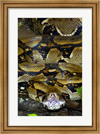 Framed Close-up of a Boa Constrictor, Arenal Volcano, Costa Rica Print