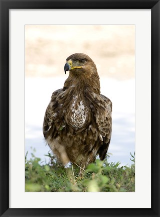 Framed Close-up of a Tawny Eagle (Aquila rapax), Ndutu, Ngorongoro, Tanzania Print