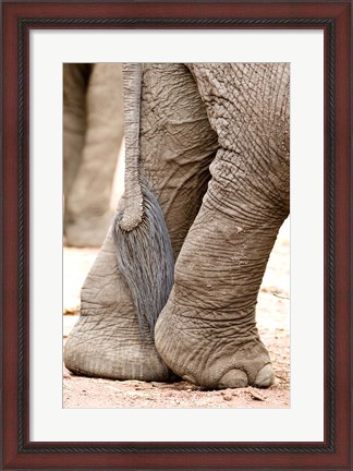 Framed Close-up of legs and tail of an African elephant (Loxodonta africana), Lake Manyara, Tanzania Print