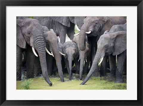 Framed African elephants (Loxodonta africana) drinking water in a pond, Tarangire National Park, Tanzania Print
