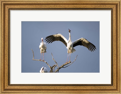 Framed Three White storks (Ciconia ciconia) perching on branches, Tarangire National Park, Tanzania Print