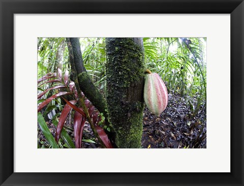 Framed Cocoa tree in a rainforest, Costa Rica Print