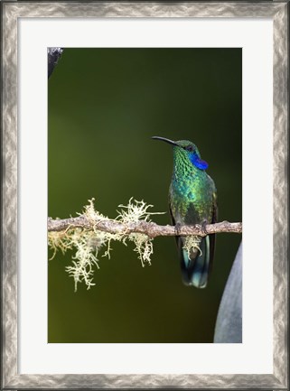 Framed Close-up of a Green Violetear hummingbird (Colibri thalassinus) perching on branch, Savegre, Costa Rica Print