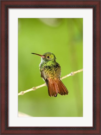 Framed Close-up of Rufous-Tailed hummingbird (Amazilia tzacatl) perching on a twig, Costa Rica Print