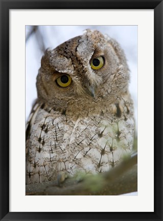 Framed Close Up of an African Scops owl (Otus senegalensis), Tarangire National Park, Tanzania Print