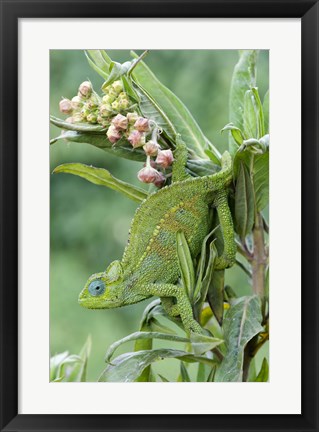 Framed Close-up of a Dwarf chameleon (Brookesia minima), Ngorongoro Crater, Ngorongoro, Tanzania Print