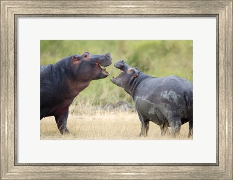 Framed Two hippopotamuses (Hippopotamus amphibius) sparring in a forest, Ngorongoro Crater, Ngorongoro, Tanzania Print
