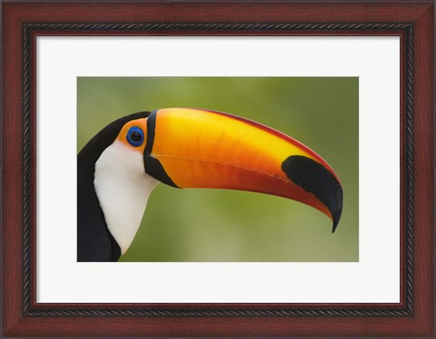 Framed Close-up of a Toco toucan (Ramphastos toco), Three Brothers River, Meeting of the Waters State Park, Pantanal Wetlands, Brazil Print