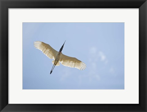 Framed Jabiru Stork (Jabiru mycteria) in Flight, Three Brothers River, Meeting of the Waters State Park, Pantanal Wetlands, Brazil Print