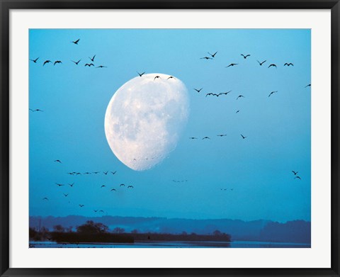 Framed Migrating Birds in Blue Sky with Half Moon Print