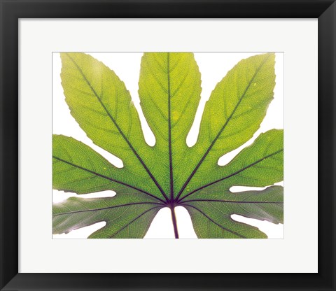 Framed Close up of Leaf vein Print
