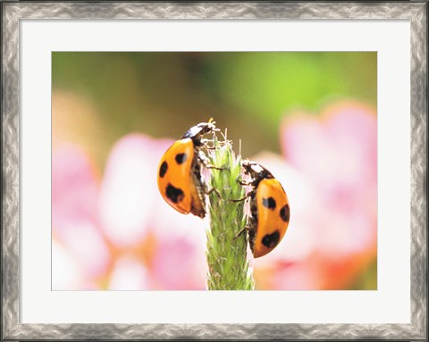 Framed Close Up Of Two Ladybugs Print