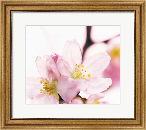 Framed Close up of cherry blossom Print