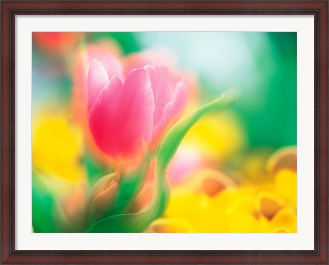 Framed Flowers Print