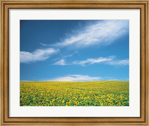 Framed Sunflowers in field Print